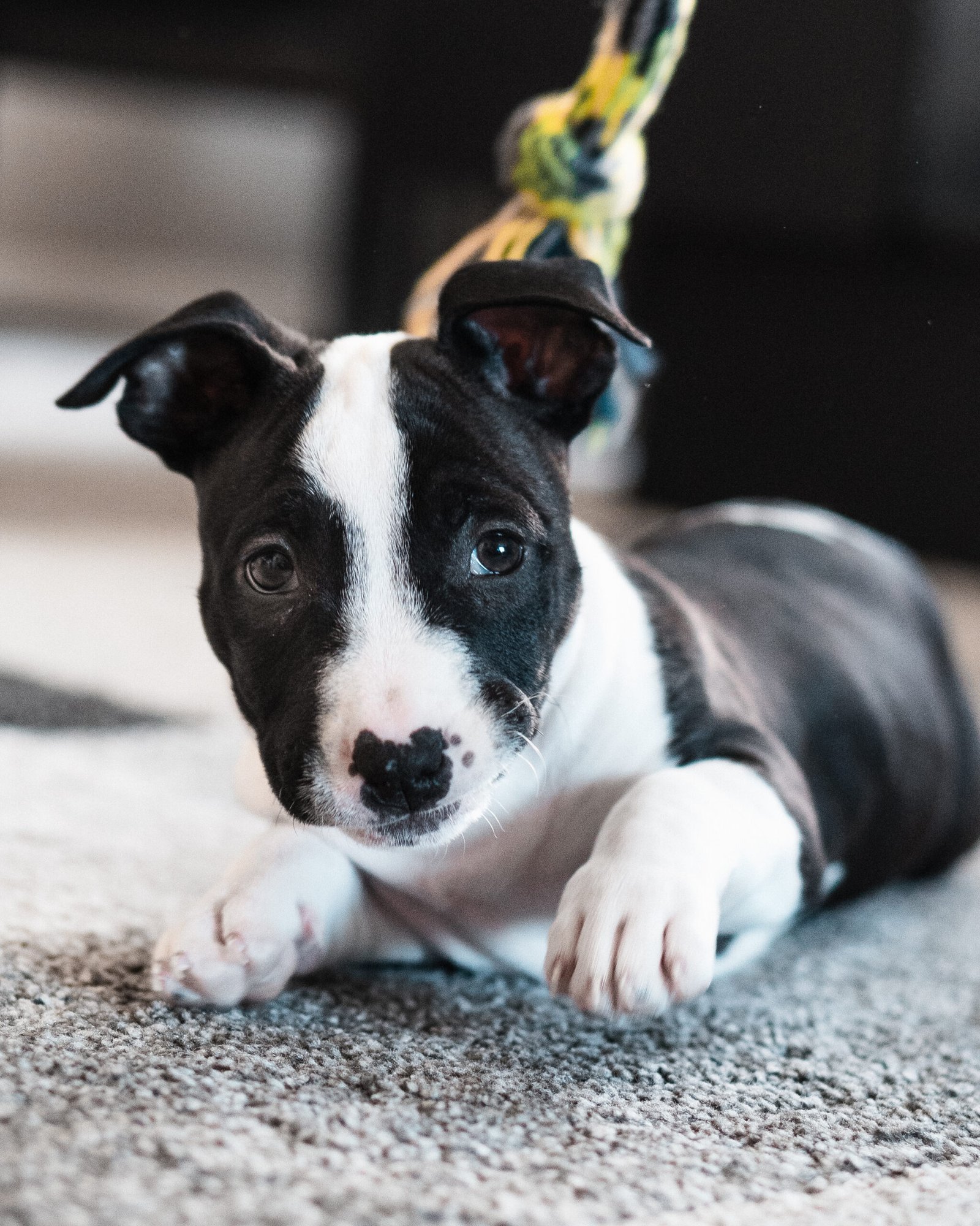 Mika, aka @itsmelilmika - Bull Terrier Puppy