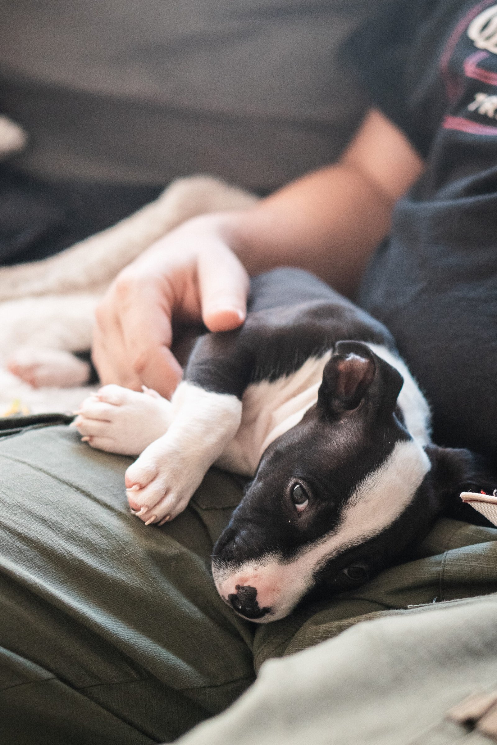 Mika, aka @itsmelilmika - Bull Terrier Puppy