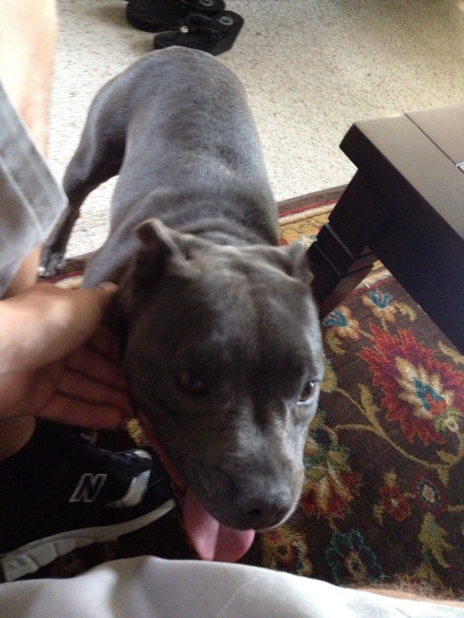My parents got a new puppy! Except she's a 4 year old American Bully and puppy-sized, not a real puppy.