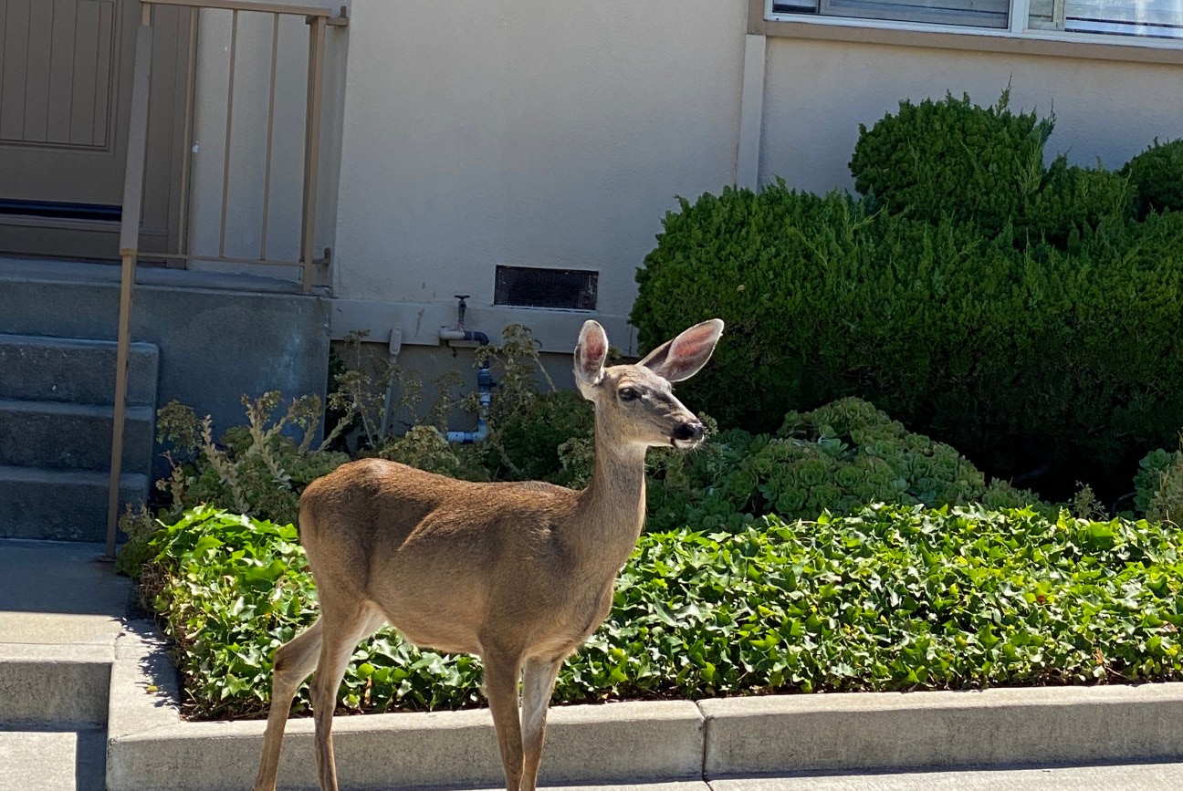Monterey Bay Wildlife Deer