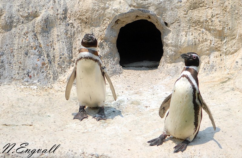 A trip to the zoo... 2